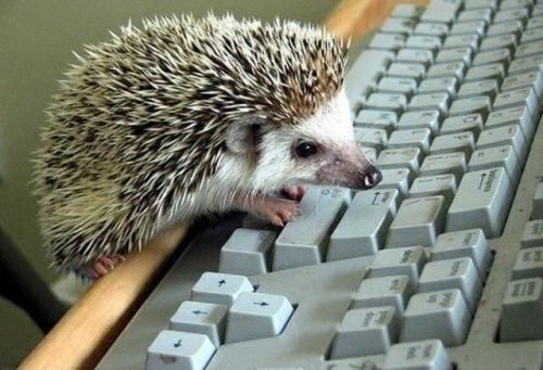 hedgehog-at-computer